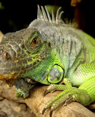 Where to Buy a Reptile to Keep as a Pet