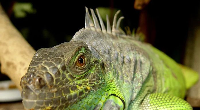 Where to Buy a Reptile to Keep as a Pet