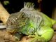 Where to Buy a Reptile to Keep as a Pet