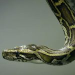 Which-Reptiles-Do-Not-Make-Good-Pets-696×602