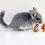 Your-Pet-Chinchilla-And-Environmental-Stress-696×602
