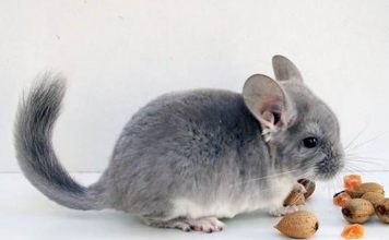 Your Pet Chinchilla And Environmental Stress