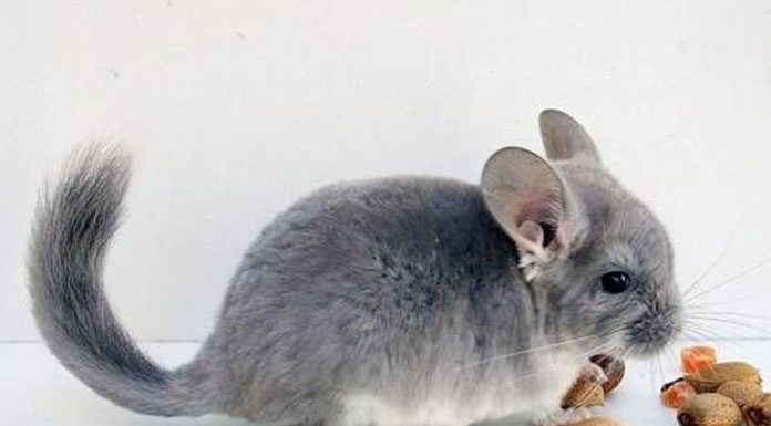 Your Pet Chinchilla And Environmental Stress