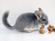Your Pet Chinchilla And Environmental Stress