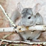 accueillir-chinchilla-maison-yummypets-06-20171