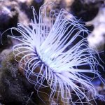 anemone-3496029__340