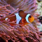 anemone-fish-1496866__340