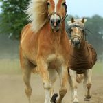 animal-1898337__340