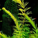aquarium-3198877__340