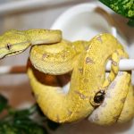 australian-green-tree-python-1099923__340