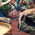 beardie1