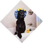 black-lab-1205960__340