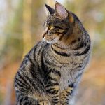cat-1940487__340