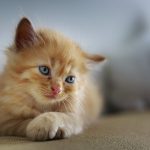 cat-3266673__340