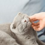 catbeingpetted.jpg.653x0_q80_crop-smart