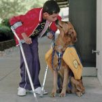 child and service dog