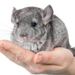 chinchilla