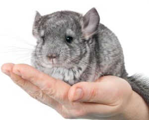 stores that sell chinchillas