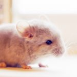chinchilla