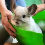 chinchilla-3719593__340