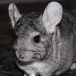 chinchilla-723359__340