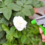 coffee-spray-for-plants