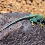 collared-lizard-2275804__340