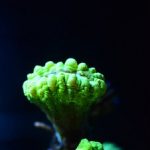 coral-1321323__340
