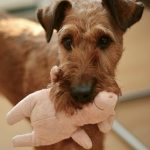 dog-2901704__340