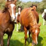 equine-banner-horse
