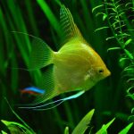 fish-936504__340