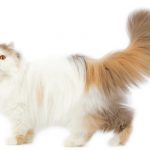 grooming-persian-cats_articleV3