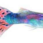 guppy_2