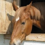 horse-1094937__340