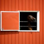 horse-1147790__340