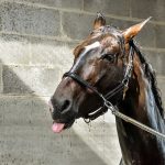 horse-2182609__340