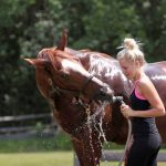 horse-drinking-from-hose-during-bath