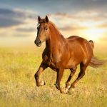 horse-running
