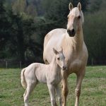 horses-743905__340