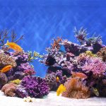 live-rock-for-sale-saltwater
