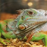 lizard-enclosures
