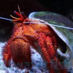 marine-life-red-hairy-hermit-crab
