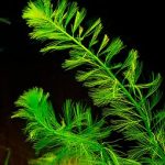 myriophillum-3081017__340