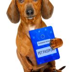 pet-passport-castle-vets-launceston