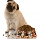 pug-sitting-near-food-dish
