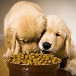 puppieseating