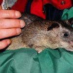 rat-1914404__340