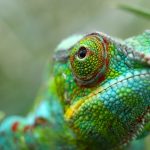 reptile-pod-488866-unsplash-36b5jh5ibkte7o3wbuoiyo
