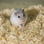 rodent-3625950__340