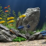 saltwater-aquarium